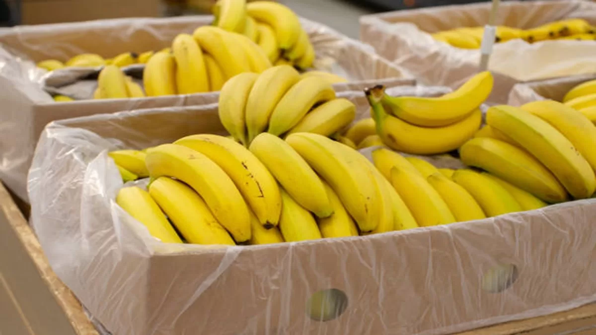 Zrelé žlté banány pripravené na predaj v krabiciach
